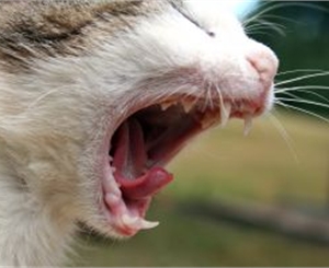 Не исключено, что животные, которые контактировали с больной кошкой, подверглись заражению бешенством. Фото www.sxc.hu.