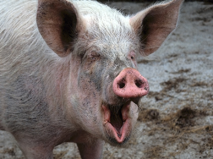 Африканская чума свиней  может полностью уничтожить местное животноводство. Фото: censored.blog.ru