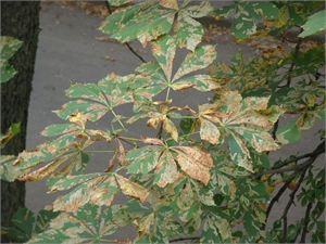 Растения с порыжевшими листьями вскоре засохнут, говорят биологи. Фото из архива "КП".