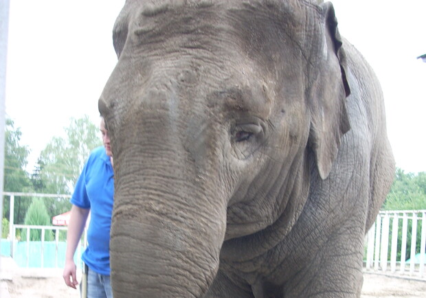 Если у желающего завести слона, есть достаточно денег на все расходы, то, возможно, кто-то из харьковчан и возьмется помочь.  Фото из архива "КП".
