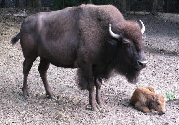 Пополнение в семье бизонов. Фото с сайта Харьковского зоопарка.