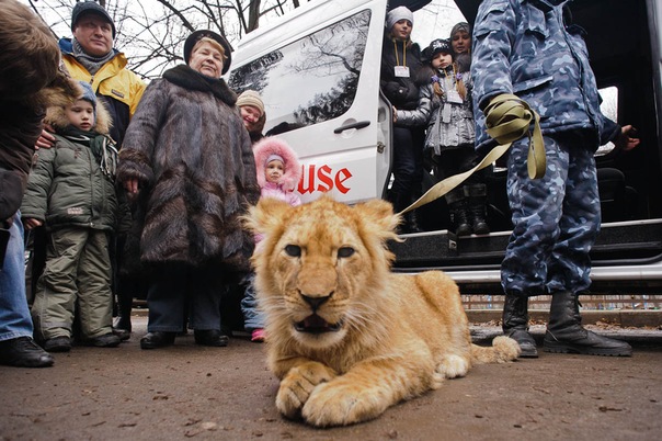 Львенок сегодня приехал в Харьковский зоопарк. Фото Олега Пальчика.
