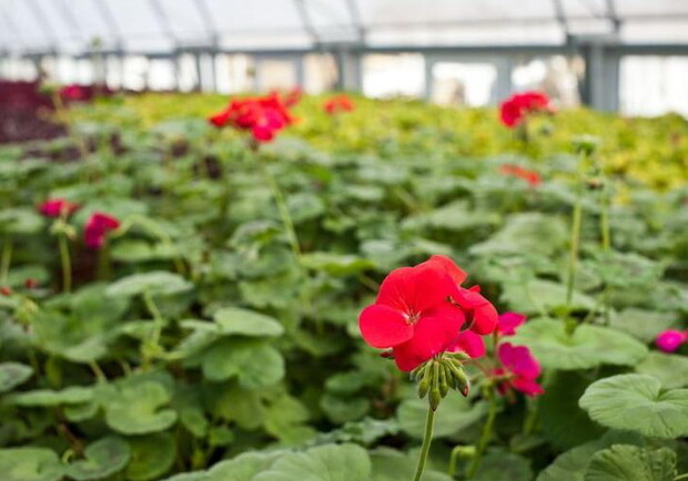 Высаживать рассаду цветов будут с начала мая и до Дня города. Фото с сайта Харьковского горсовета.