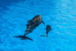 Всего в дельфинарии обитают семь дельфинов, включая новорожденного малыша. Фото с сайта Харьковского горсовета. 