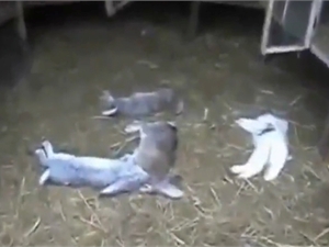 Ученые отрицают существование чупакабры и винят в убийстве кролей хорьков. Фото с сайта МГ Объектив.