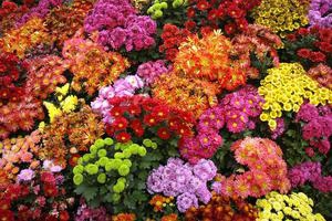 На Балу будут представлены хризантемы всех цветов и сортов. Фото: городской совет.
