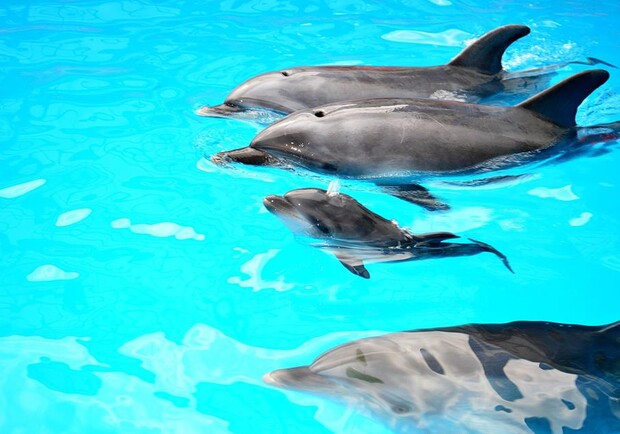 Фото со страницы дельфинария "Немо" в Facebook