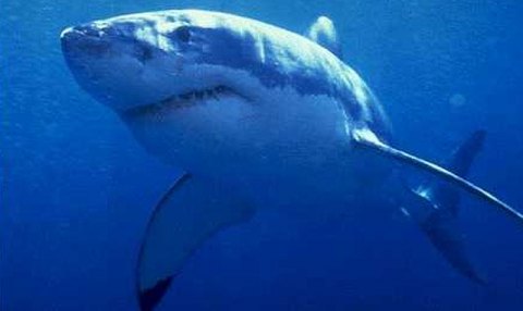 Белой акулу называют за белый живот, хотя спина у нее темная. 