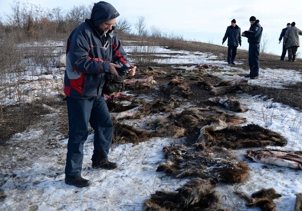 Новость - События - Под Харьковом браконьеры уничтожили животных на 700 тысяч гривен