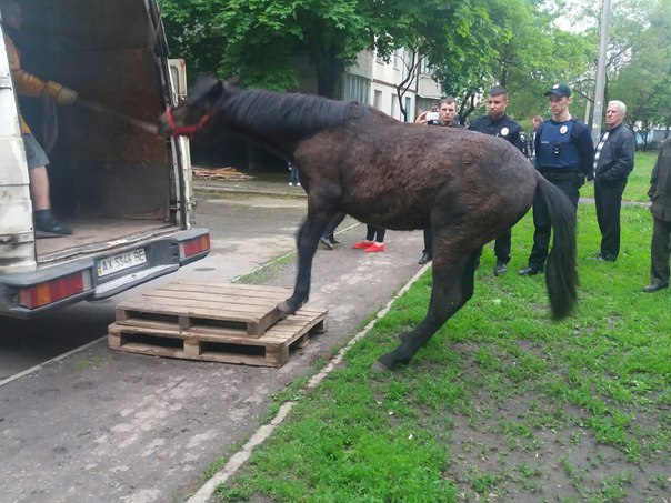 Новость - События - Харьковчанка обвиняет полицию в краже лошади (фото)