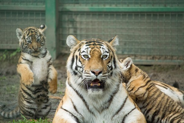 Новость - События - В Feldman Ecopark родились амурские тигрята