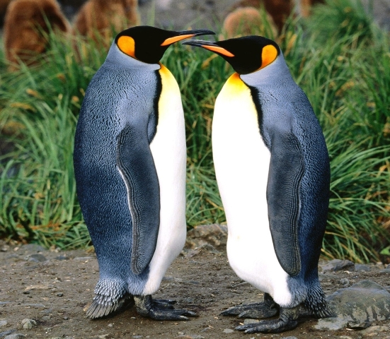 Новость - События - Харьковчане хотят поселить в зоопарке пингвинов