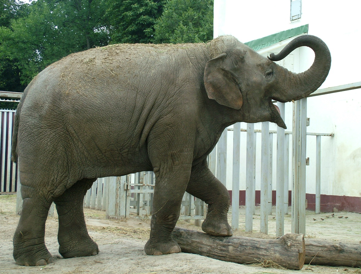 Новость - Досуг и еда - В Харьковском зоопарке отметят День слонов