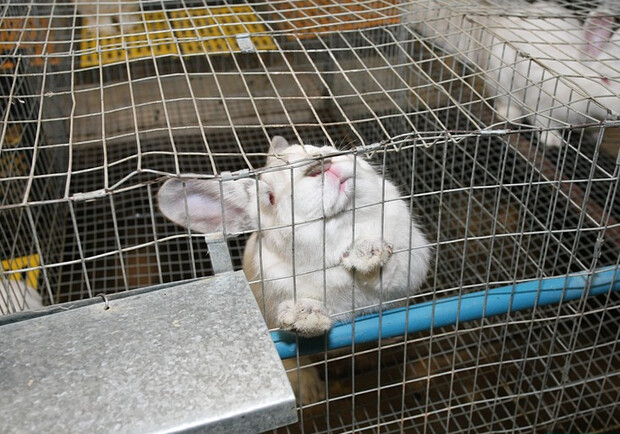 Недаром говорят: "размножаются, как кролики". На данный момент в регионе уже 209 тысяч ушастых. Фото с сайта kharkivoda.gov.ua