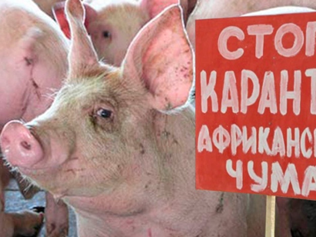 Новость - События - Получи ответ: какую свинину безопасно покупать на рынках Харькова и области