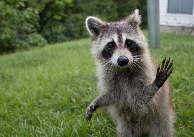 Новость - Досуг и еда - В харьковском зоопарке сообщили, что животные могут "приехать в гости" к желающим