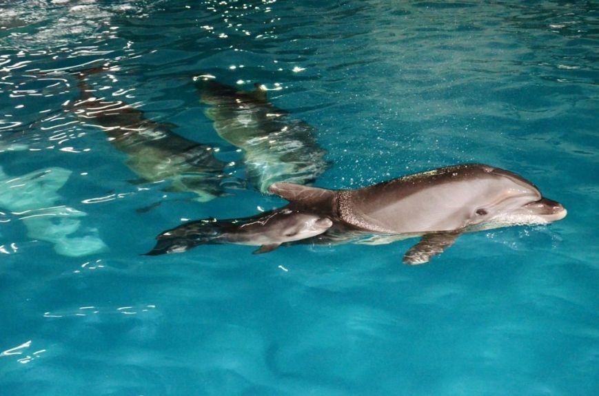 Новость - Досуг и еда - Имя для малыша: харьковчанам предлагают назвать дельфиненка