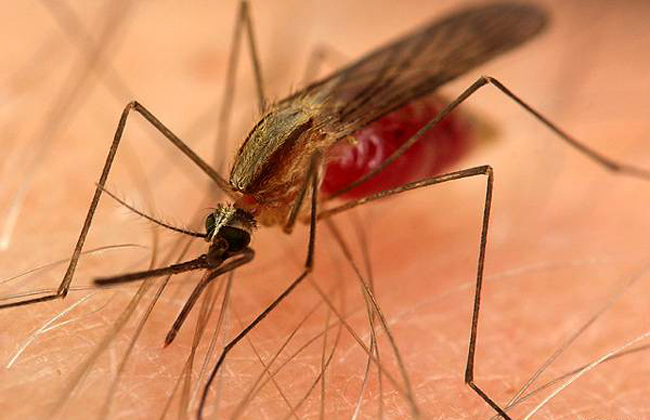 Новость - События - Съездил в командировку: харьковчанин привез из Нигерии малярию