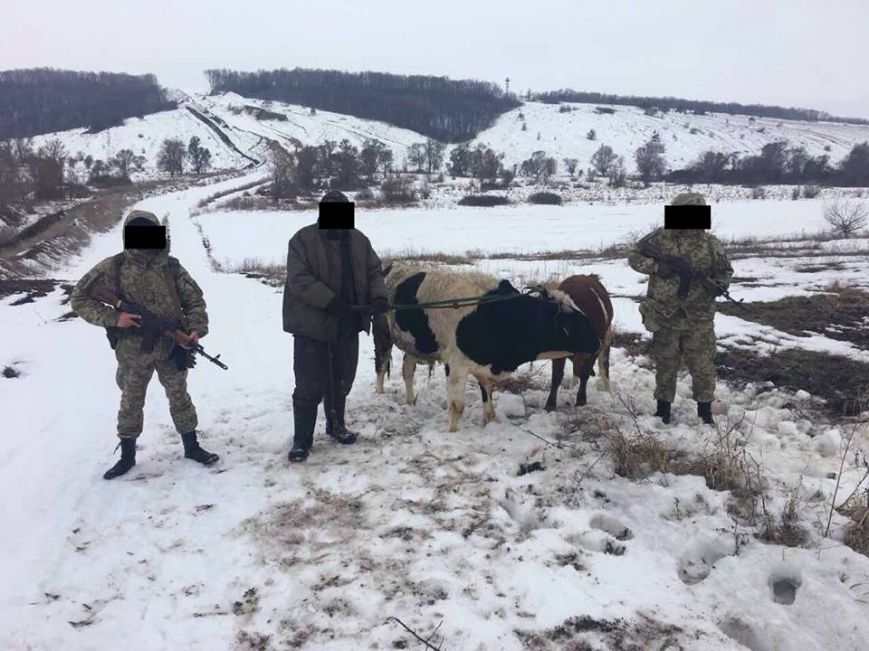 Новость - События - Крупный рогатый нарушитель: харьковские пограничники задержали россиянина с телятами