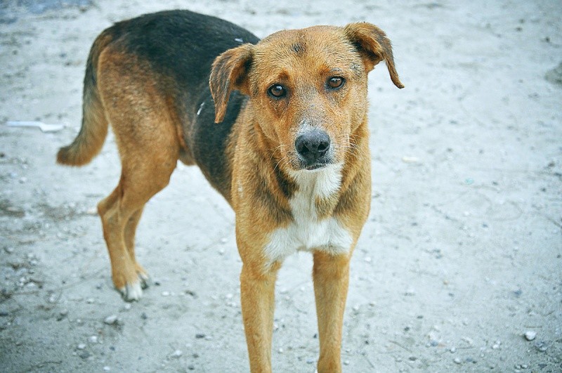 Новость - События - Ответ Кернеса: горсовет рассмотрел петицию о бродячих собаках
