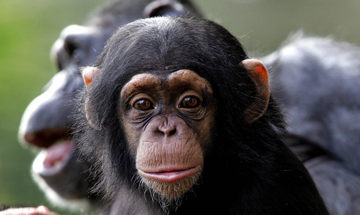 Новость - Досуг и еда - Пополнение в экопарке: у Ромео и Джульеты родился шимпанзенок