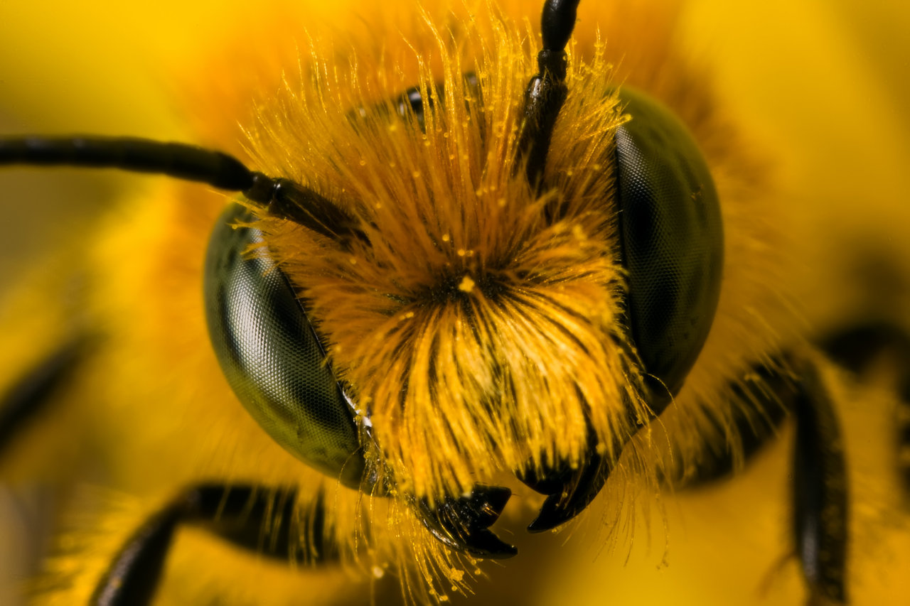 Новость - События - Это неправильные пчелы: на Харьковщине мужчина погиб от укуса насекомого