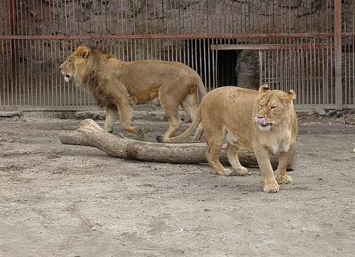 Фото с официального сайта Харьковского зоопарка. 
 Симба влюблен! Он хвостиком ходит за своей Леди. 