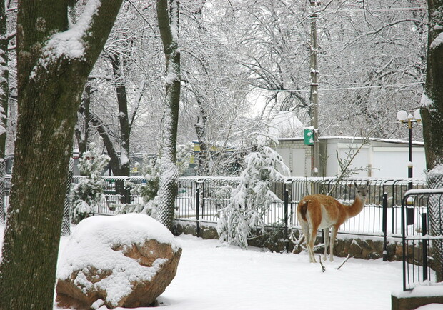 Фото пресс-службы харьковского Зоопарка. Наблюдать за любимыми животными можно через интернет.
