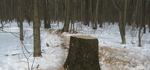  В лесопарке вновь начали вырубать деревья 