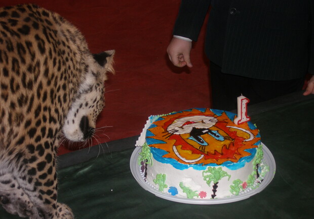 Сегодня в Харьковском государственном цирке прошло празднование дня рождения леопардихи Шебы.
