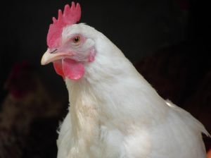 Фото  www.sxc.hu. Харьковские курицы могут умереть с голоду. 