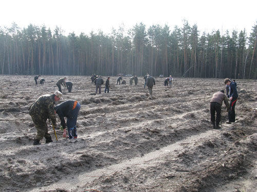 Фото houlg.org.ua. В этом году в Харьковской области высадят новые деревья. 