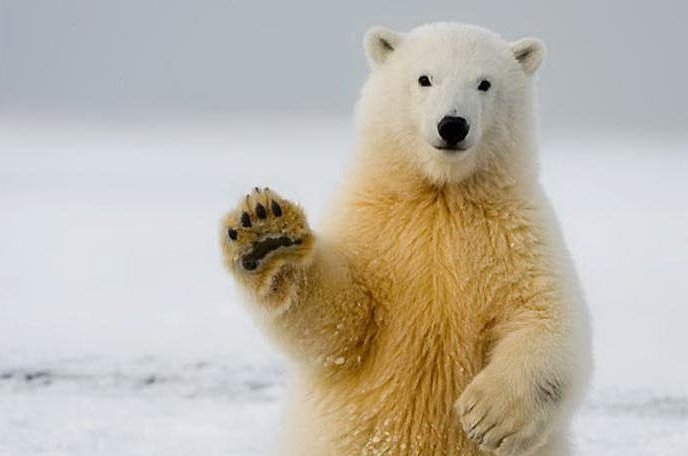 В харьковском зоопарке построят вольер для белых медведей за 55 миллионов. Фото: dharmawolf.eu
