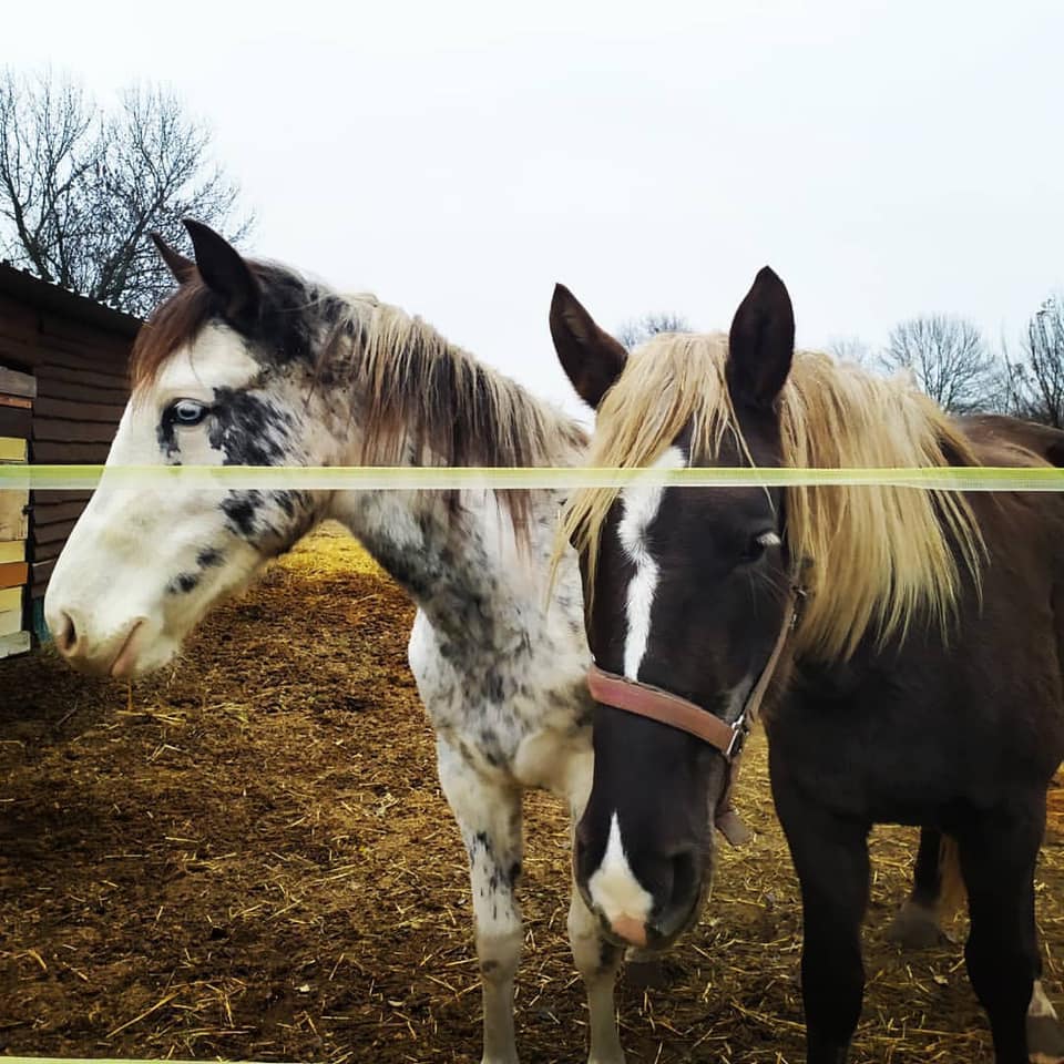 Под Харьковом украли четырех лошадей. Фото: Instagram @nastriykar