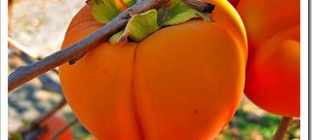 Диетическая хурма?