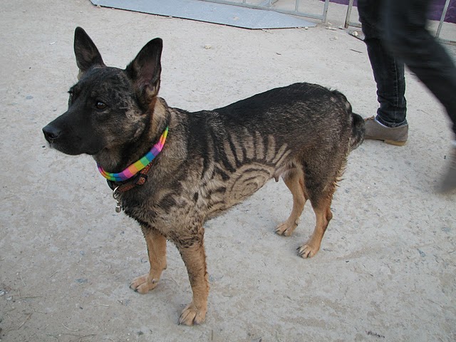 Джаз Коктебель 2011: 