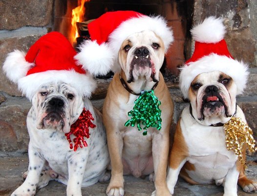 Поздравления со Старым Новым годом:  стихи, статусы , СМС