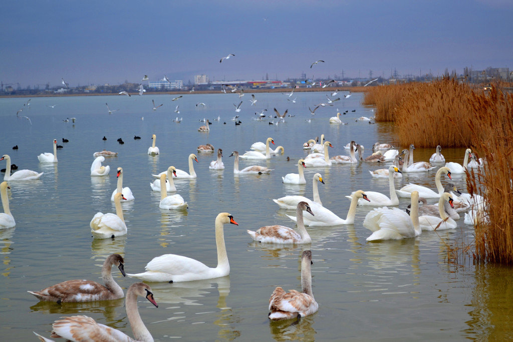 Жители Крыма встревожены загрязнением озер в районе Евпатории