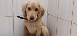 Уголовная ответственность: живодеру, избившему до полусмерти щенка, грозит до трех лет