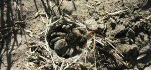 Нежданный гость: под Днепром женщина поймала тарантула у себя на участке (ФОТО)