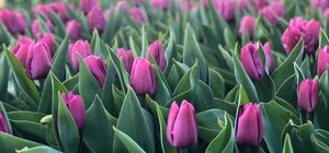 Не вставай с дивана: выставка тюльпанов все же состоится