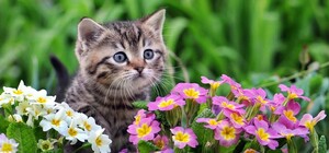 Одобрили: где в Киеве появятся новые парки и скверы