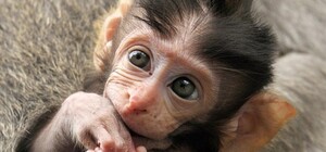 Минутка умиления: в Бердянском зоопарке показали крошку-павиана (видео)