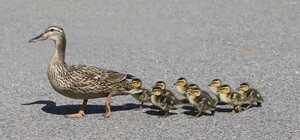 И пусть весь мир подождет: на Левом берегу машины пропускали уточек (видео)