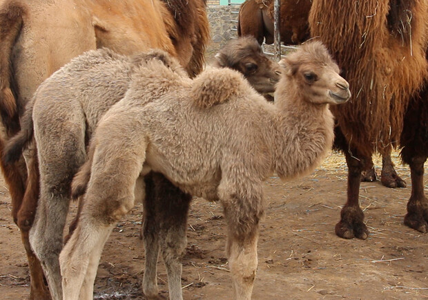 Хорошо постарался: в течение двух недель верблюд из харьковского зоопарка стал трижды стал отцом фото