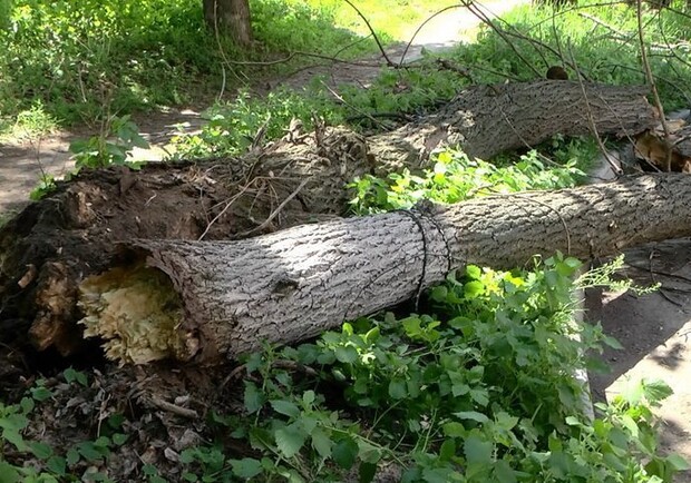 В центре Харькова рухнуло дерево. Фото: zhzh.info