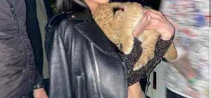 Для селфи: одесские мажоры таскают львенка по клубам 