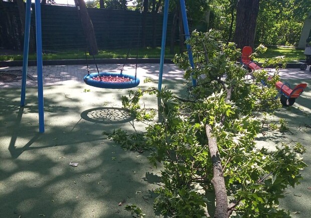 В саду Шевченко на 10-летнюю девочку упала ветка. Фото: hk.npu.gov.ua