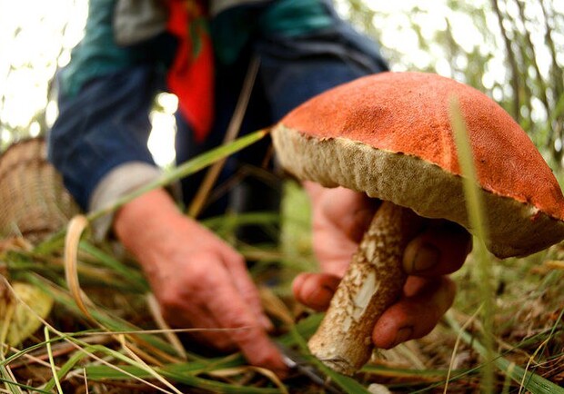 В Харьковской области начался грибной сезон. Фото: scoopnest.com