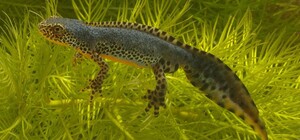 Из-за хлорированной воды: в заповеднике под Харьковом исчезли редкие амфибии